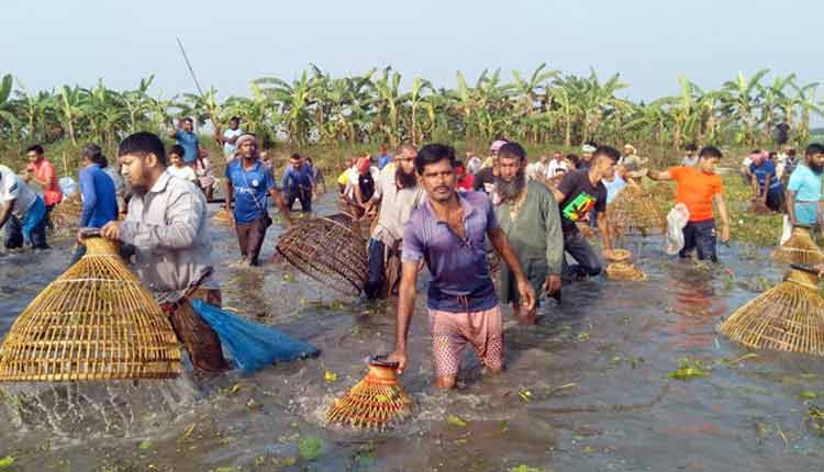 ভেদ্রার বিলে মাছ ধরার উৎসব