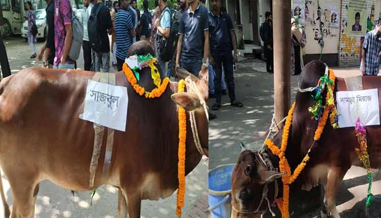 ছাত্রলীগ নেতাদের নামানুসারে গরুভোজ