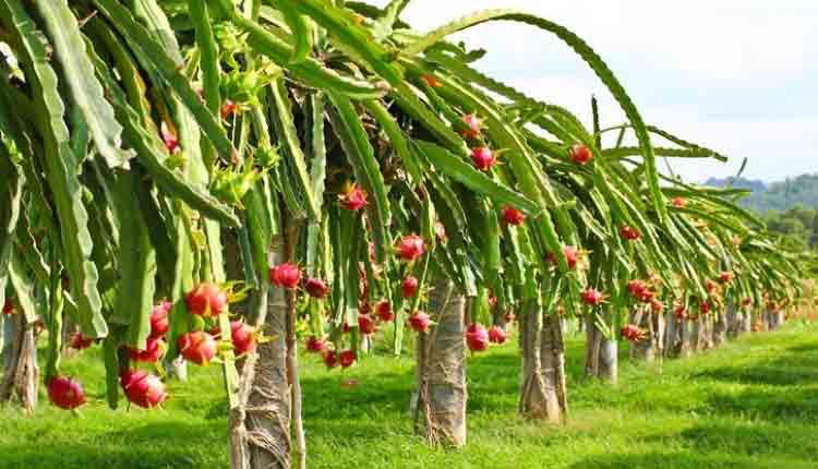 লক্ষ্মীপুরে ড্রাগনের বাম্পার ফলন