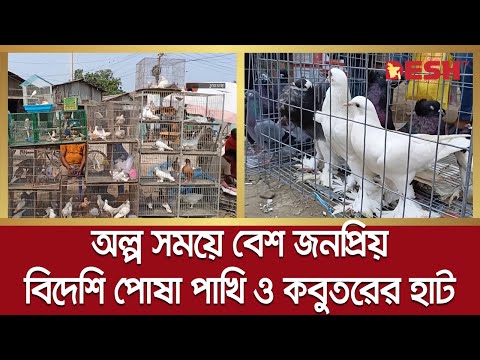 চুয়াডাঙ্গায় বিদেশি পোষা পাখি ও কবুতরের হাট