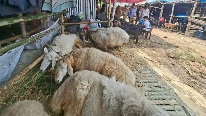 গাবতলী পশুর হাটে নজর কাড়ছে দুম্বা, দাম ৫ লাখ!