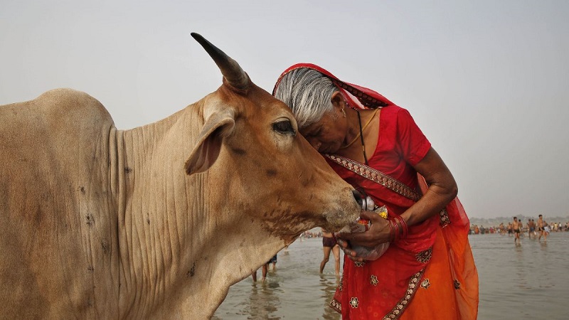 পশ্চিমবঙ্গের পশুর হাটে ক্রেতা সংকট, চরম বিপাকে খামারিরা