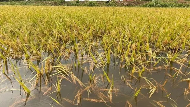 ফসলহানির শোকে অসুস্থ হয়ে কৃষকের মৃত্যু